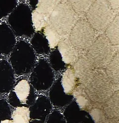 Bella Sandal in Natural Python-Embossed Leather